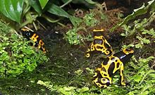Yellow-banded Poison Frog