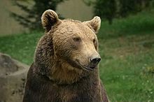 Brown (Grizzly) Bear