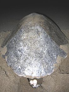 Oliv-Bastardschildkröte