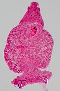 Dactylopius coccus