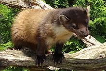 Pine Marten