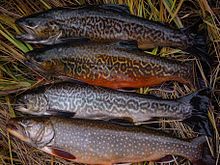 Brook trout