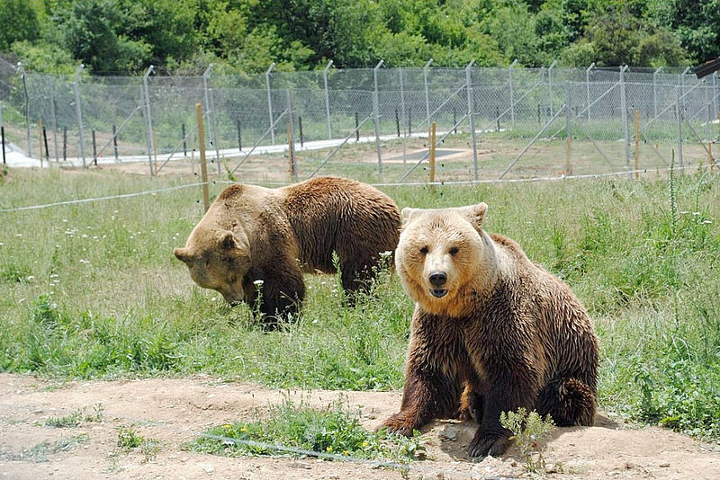 Bear Sanctuary Prishtina