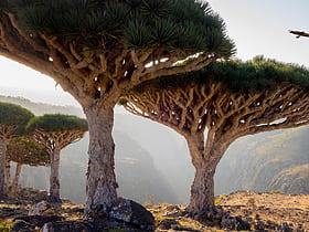 Socotra Island xeric shrublands