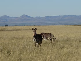 park narodowy mountain zebra