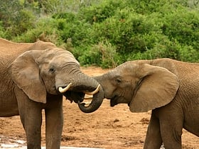 park narodowy addo elephant
