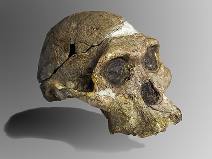 drimolen sites des hominides fossiles dafrique du sud