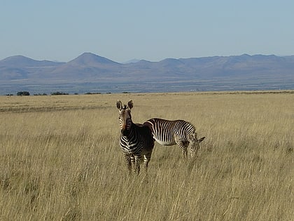 Park Narodowy Mountain Zebra