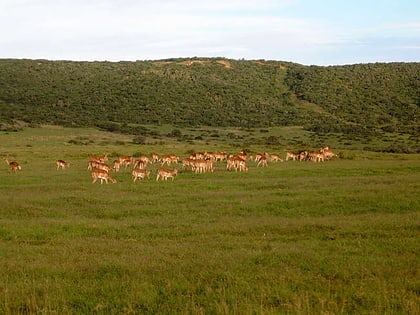 rezerwat dzikich zwierzat shamwari