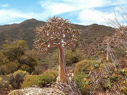 karoo desert national botanical garden worcester