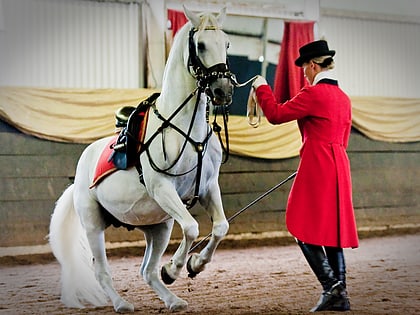 south african lipizzaners