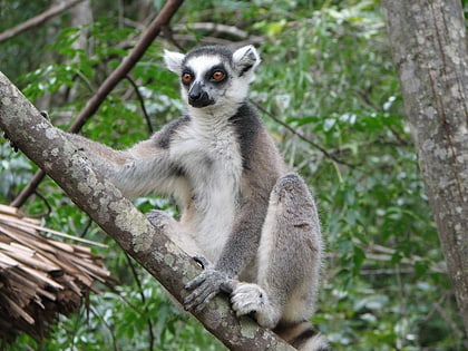 bush babies monkey sanctuary magaliesberg biosphere reserve