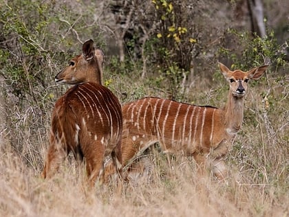 Mkuze Game Reserve