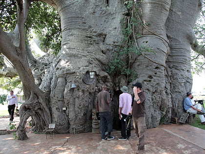 Sunland Baobab