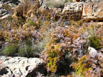 cederberg areas protegidas de la region floral del cabo