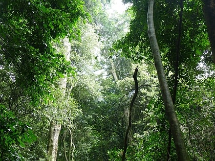 dhlinza forest