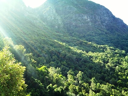 newlands forest cape town
