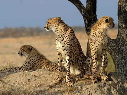 sabi sand game reserve