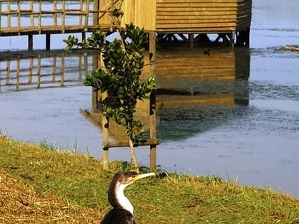 edith stephens wetland park kapsztad