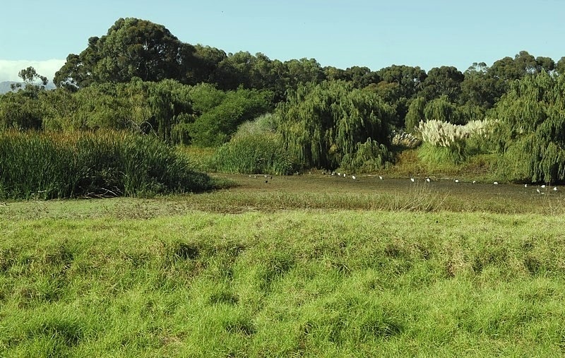 sanktuarium ptakow dick dent rietvlei wetland reserve