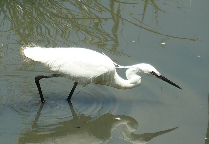 Austin Roberts Bird Sanctuary