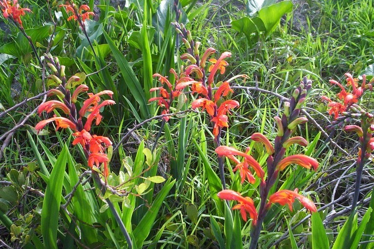 Macassar Dunes Conservation Area