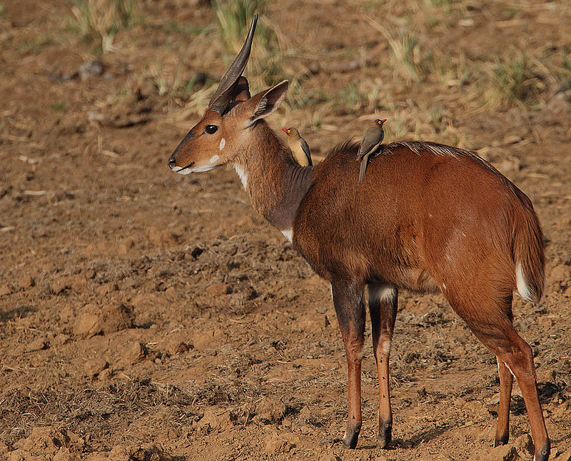 Umlalazi Nature Reserve