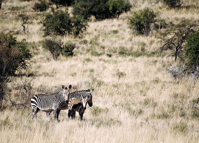Park Narodowy Mountain Zebra