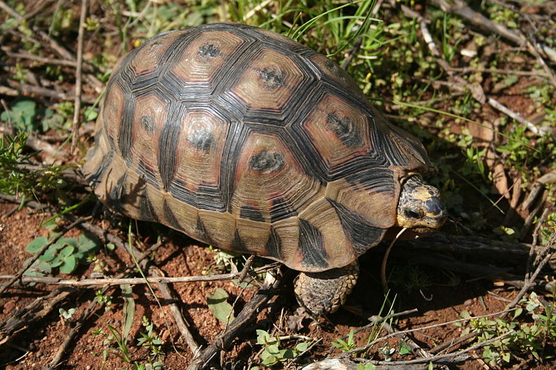 Helderberg Nature Reserve