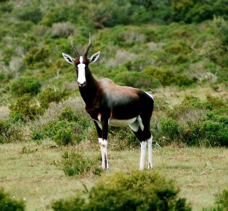 Bontebok National Park