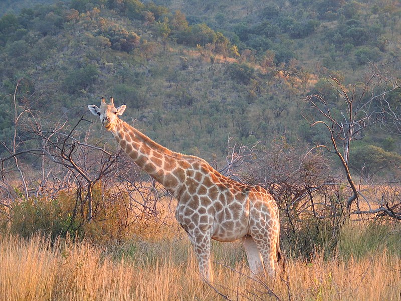 Reserva de fauna Pilanesberg