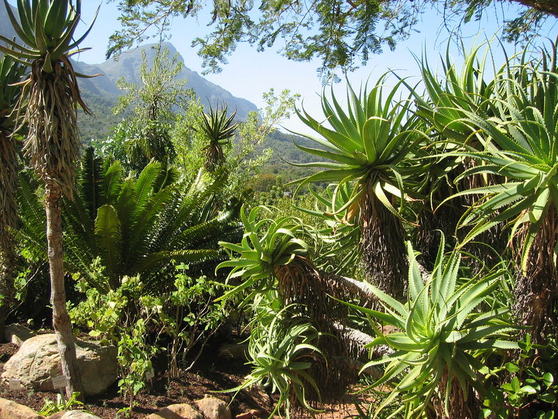 Kirstenbosch