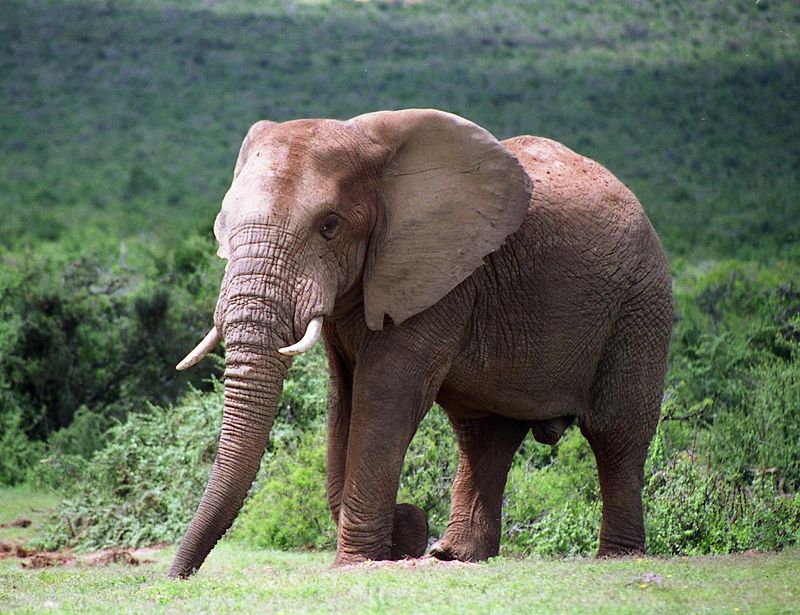 Park Narodowy Addo Elephant