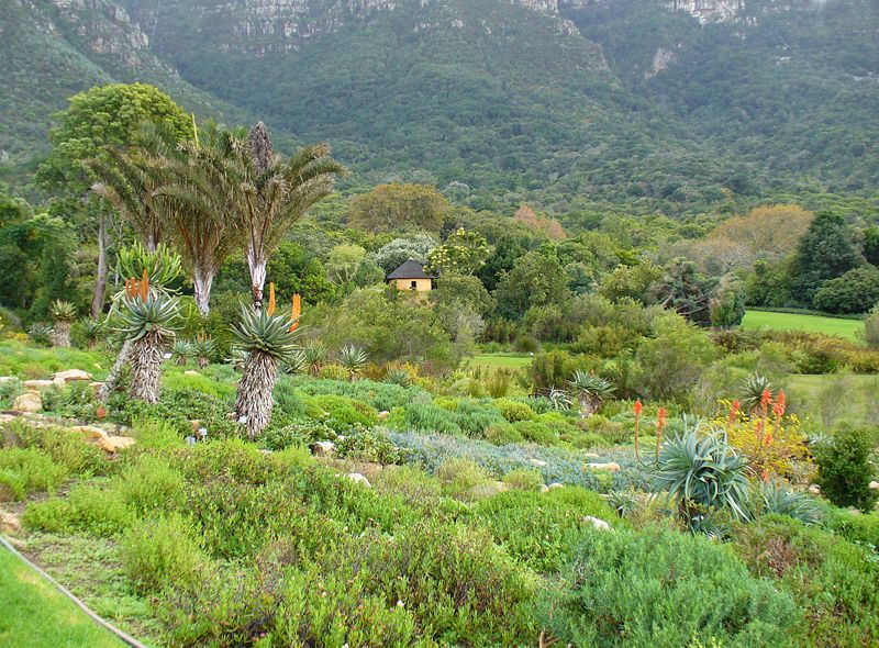 Jardin botanique national de Kirstenbosch