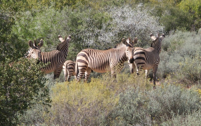 Mountain Zebra National Park