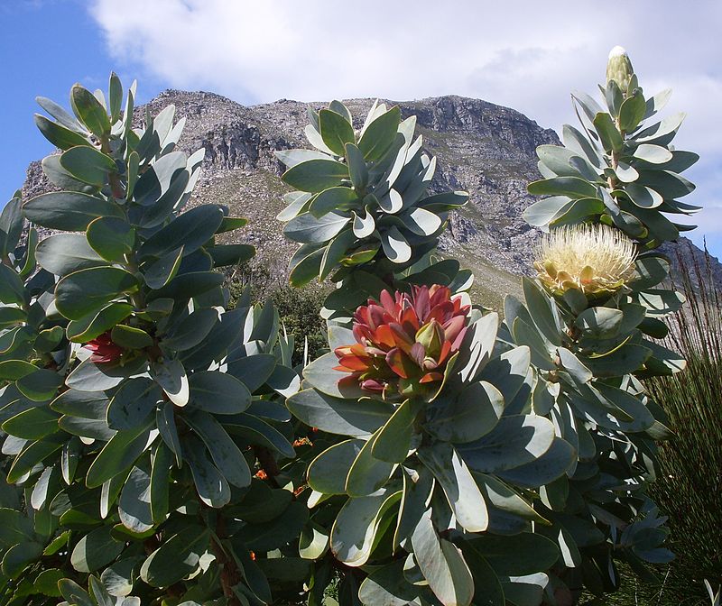 Kogelberg Nature Reserve