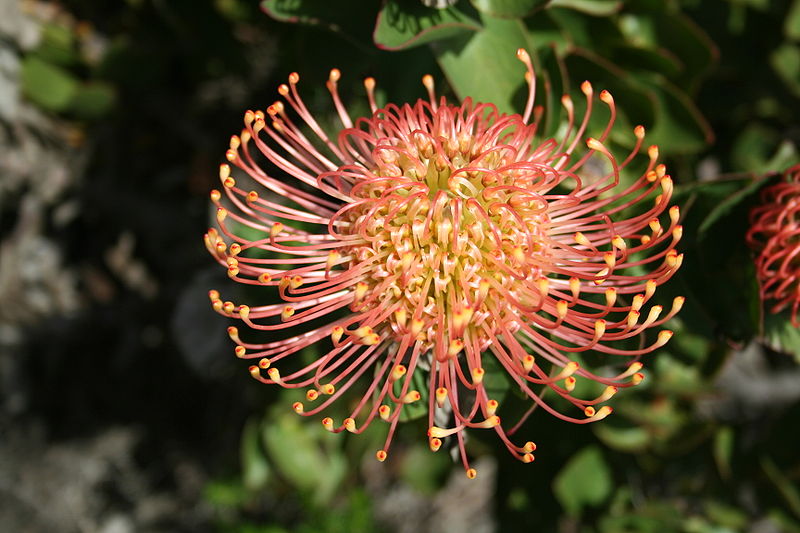 Helderberg Nature Reserve