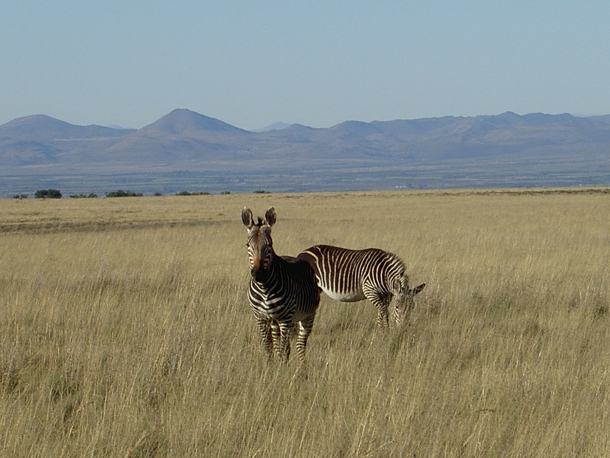 Mountain Zebra National Park, South Africa