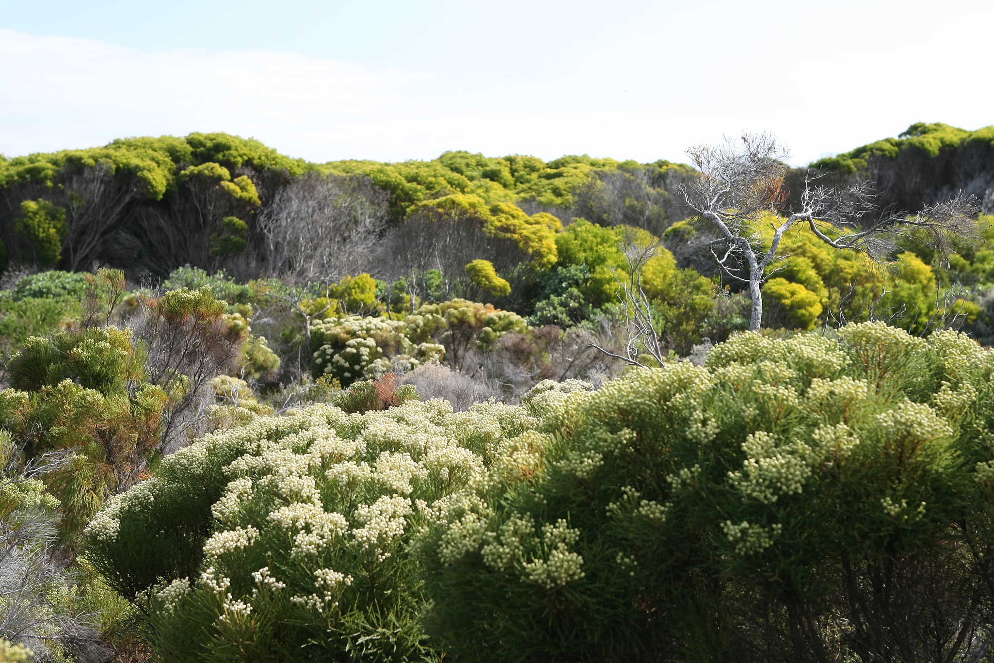Áreas protegidas de la Región Floral del Cabo, Sudáfrica