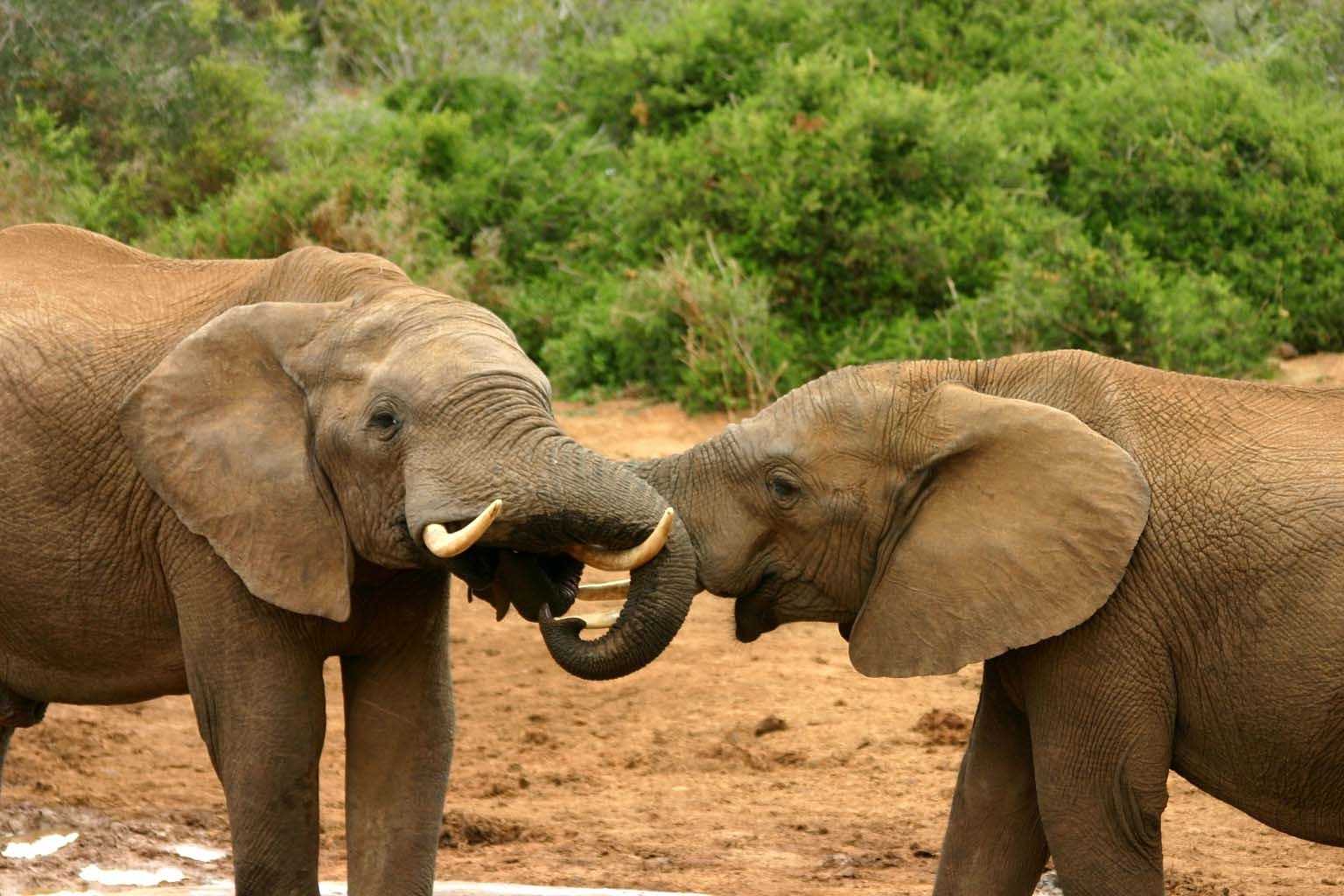 Parque nacional de los Elefantes de Addo, Sudáfrica