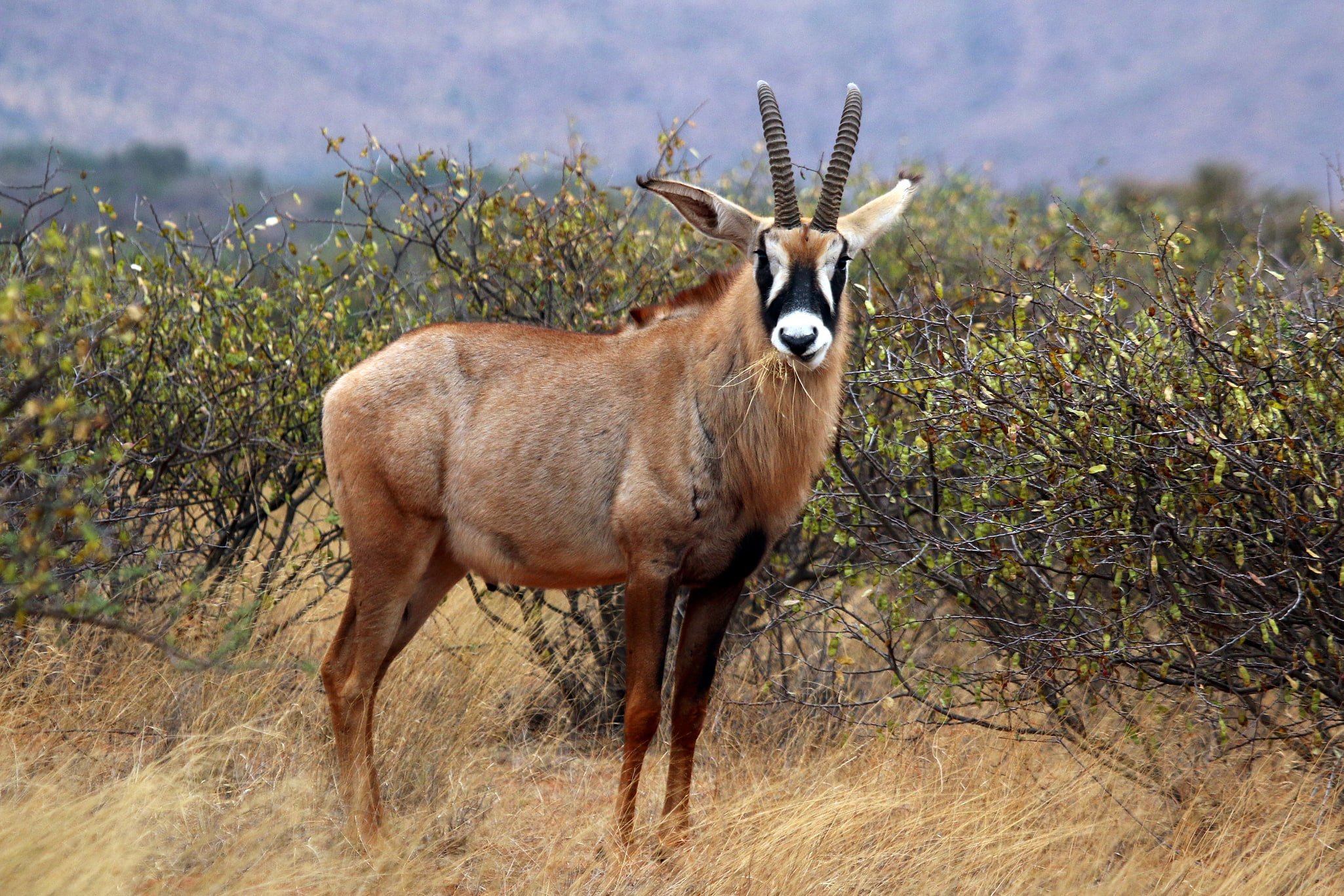Selati Game Reserve, Südafrika