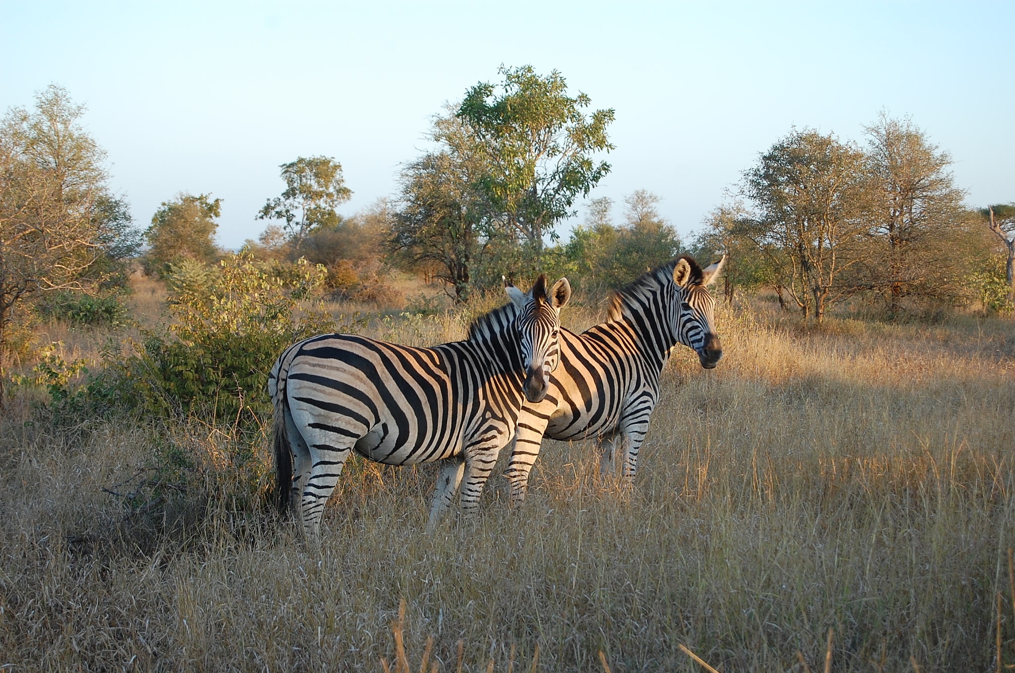 Parque nacional Kruger, Sudáfrica