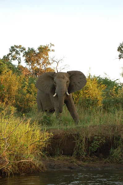 Park Narodowy Dolnej Zambezi