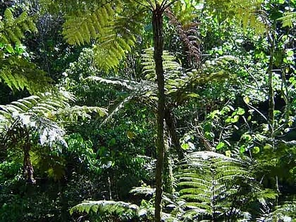 Bunga Forest Botanical Reserve