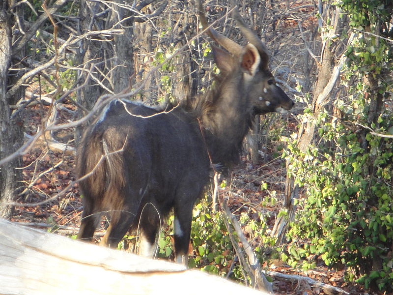 Gonarezhou-Nationalpark